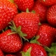 strawberry-benefits-prolon